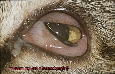 Symptoms of a Cat Eye Infection? - 21Cats.org