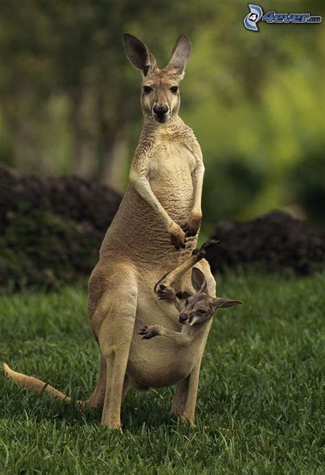 Kangourous | Red kangaroo, Animals beautiful, Animals wild