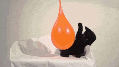 Katzen-GIFs vom Katzenhasser - Heute: Exploding Kittens | Das Filter