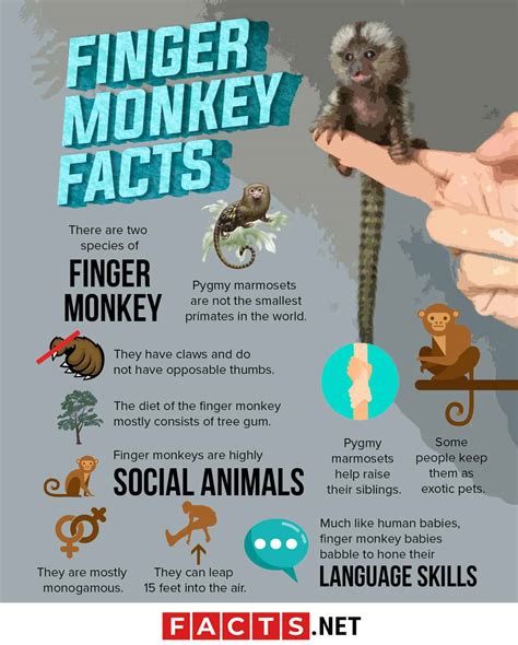 30 Finger Monkey Facts About The World's Smallest Monkey - Facts.net