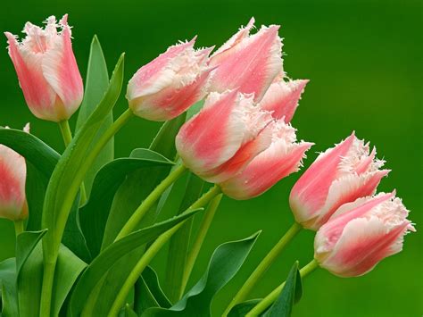 Tulips - Beautiful Nature Photo (26021375) - Fanpop