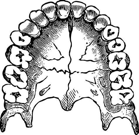 Human Teeth Free Stock Photo - Public Domain Pictures