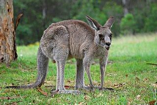 File:Kangaroo Australia 01 11 2008 - retouch.JPG - Wikimedia Commons