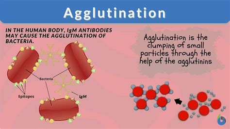 Rbc Agglutination