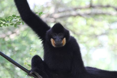 Black Crested Gibbon? - ZooChat