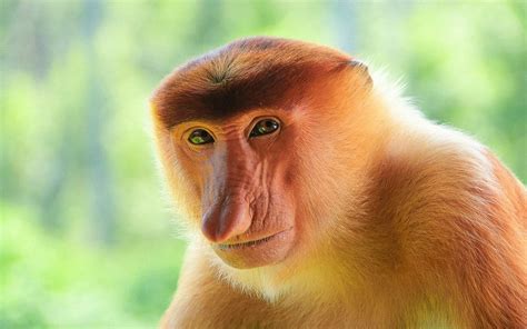 Proboscis monkey (Nasalis larvatus) : pics