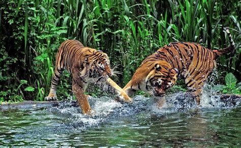 Things To Do In Sundarbans Tiger Reserve (2023)