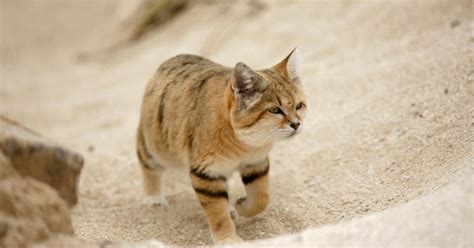 Sand Cats Are Housecat Size, but Can They Live With You?