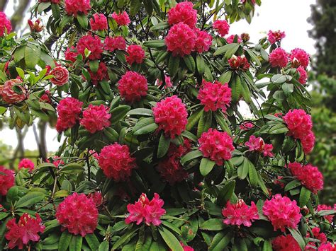 Rhododendron Tree - Rhododendron arboreum | Rare Plant Seeds | Whimsy ...