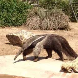 Santa Ana Zoo, Santa Ana, CA - California Beaches