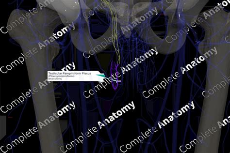 Testicular Pampiniform Plexus (Right) | Complete Anatomy