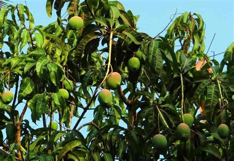 14 Common Mango Tree/Plant Problems: How to Fix Them, Solutions, and Treatment