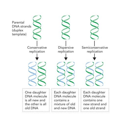 √100以上 model of dna replication 334685-Model of dna replication labeled ...