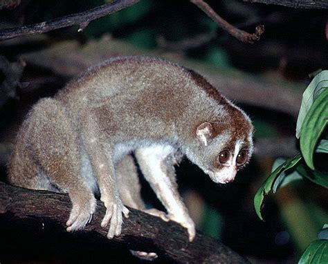 Sunda Slow Loris (Selected Mammals Of Borneo) · iNaturalist