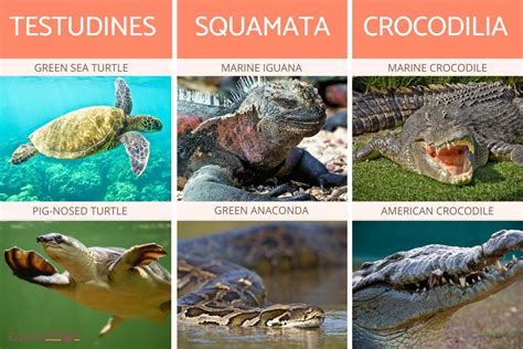 Aquatic Reptiles - Types of Marine and Freshwater Reptiles With Photos