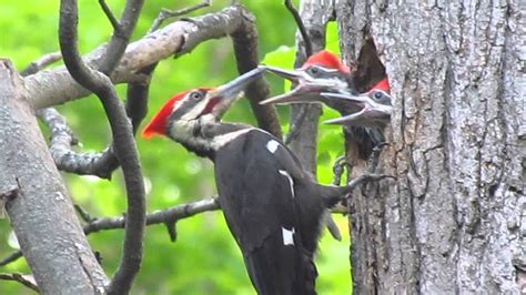 Pileated woodpecker feeding its young - YouTube