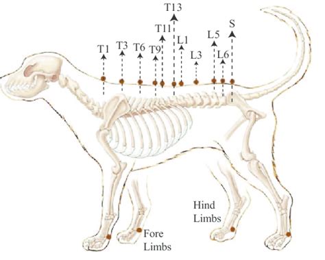 Dog Spinal Anatomy