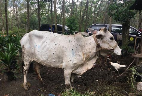 Tasikmalaya Belum Temukan Sapi Terjangkit LSD | Republika Online