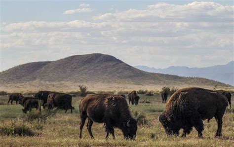 How bringing back lost species revives ecosystems