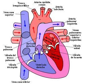 Los ventrículos del corazón | La guía de Biología