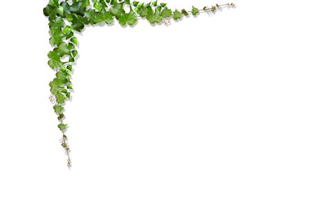 Green Vine Leaf - Green leaves, vines climb the wall png download ...