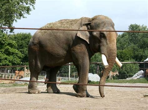 Photo 07: Vance, male elephant - Copyright © 08/2007 by Stefan Waldheim