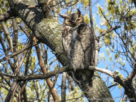 Great Horned Owl Chicks! - 365 Days of Birds