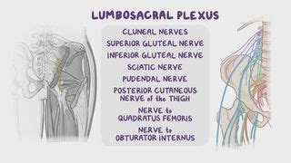 Sacral Plexus Mnemonic