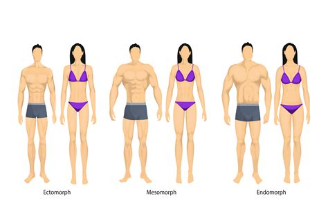 Body Types Ectomorph Mesomorph Endomorph