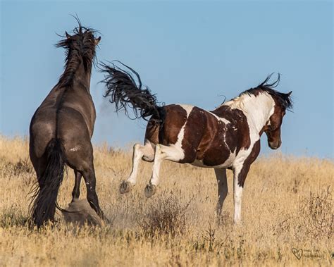 Wild Horse Week-Fighting Stallions - Tales from the Backroad