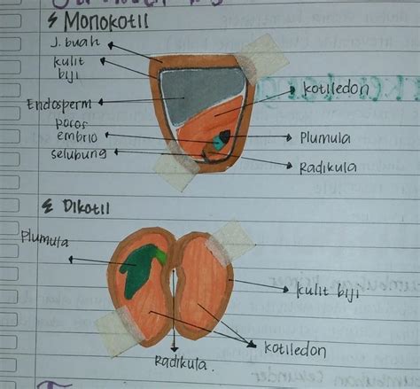 Struktur Biji Monokotil Dan Dikotil – bintangutama69.github.io