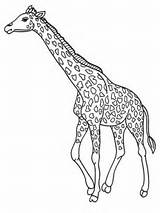 Free Printable Giraffe Coloring Pages For Kids sketch template