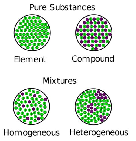 Homogenous - Definition and Examples - Biology Online Dictionary