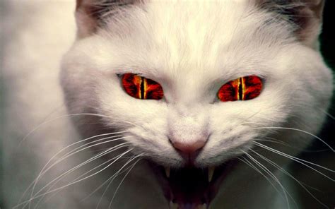 Evil Cats