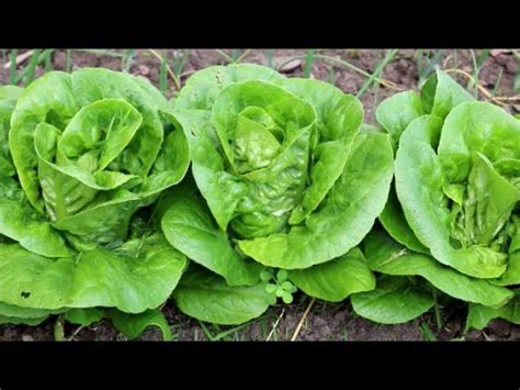 Lettuce Heirloom Container Lettuce Jade Gem Seeds 50 - Etsy