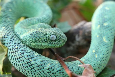 Atheris ceratophora - Google Search | Schlange