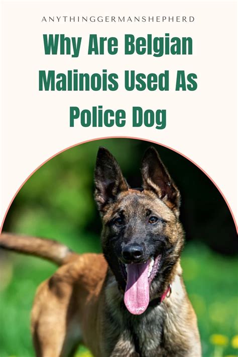 Why are belgian malinois used as police dogs the perfect k9 – Artofit