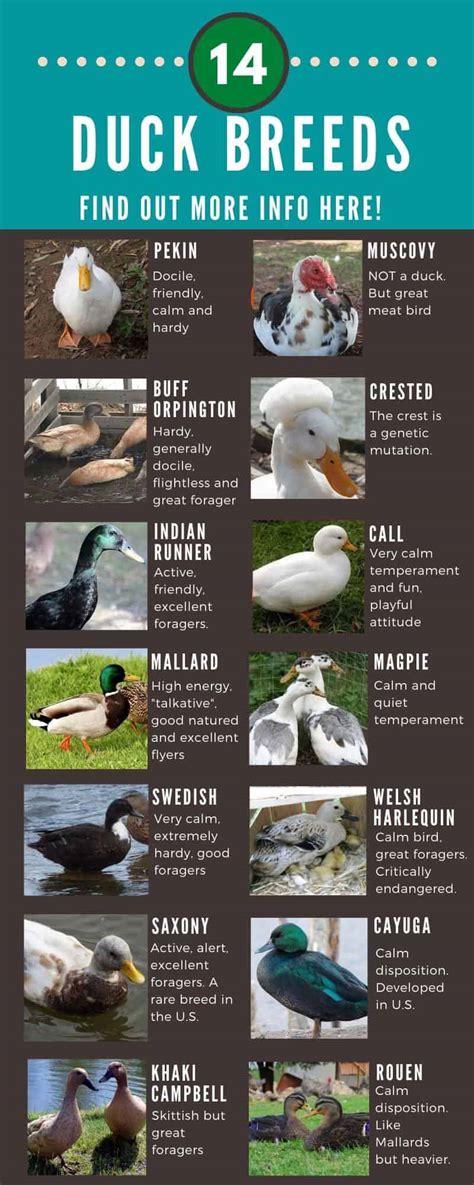 Duck Breeds: 14 Breeds YOU Could Own and Their Facts at a Glance