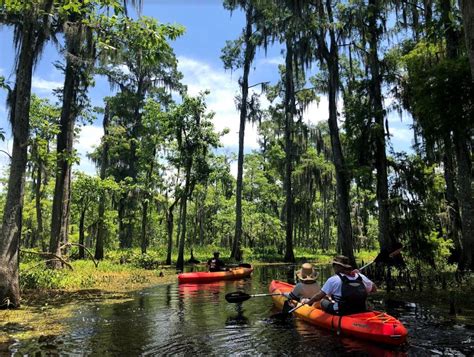 The 11 Best Swamp Tours in New Orleans | Travel | US News