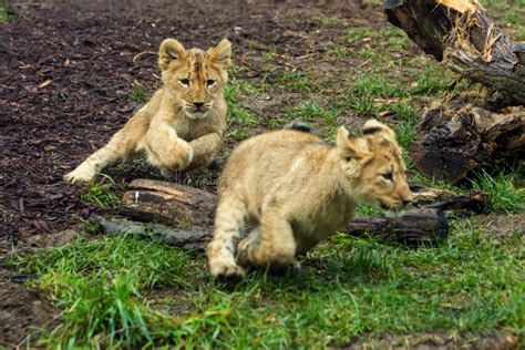 Two Young Lion Cubs Playing Stock Photo - Image of kitten, small: 29289720