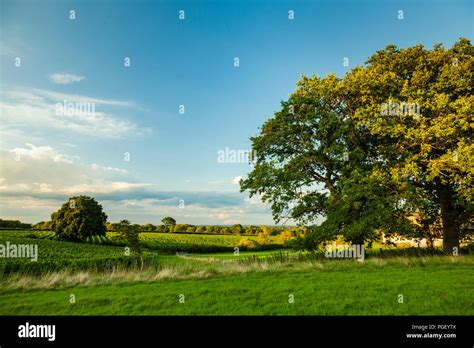 Summer evening in the East Sussex countryside, England Stock Photo - Alamy