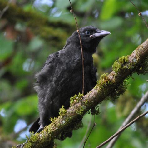 Crow behavior | Corvid Research