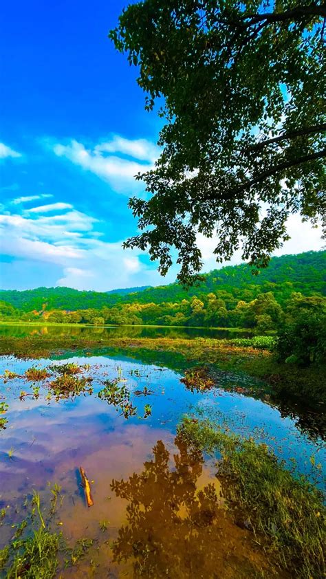 Lake Green Trees Blue Sky 4K Ultra HD Mobile Wallpaper | Nature ...