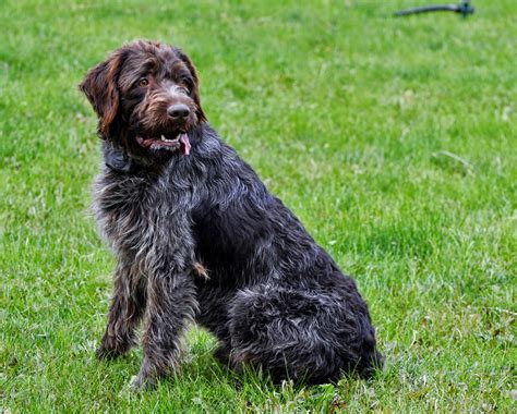 Idaho Outback Wirehaired Pointing Griffon Puppies!: Chrome