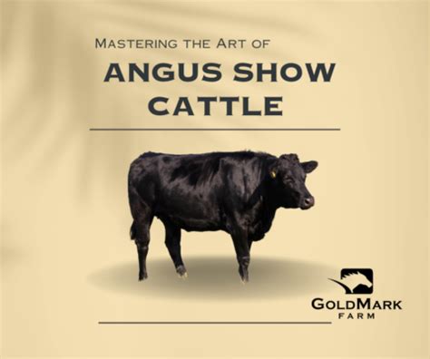 GoldMark Farm | Training and Handling of Angus Show Cattle