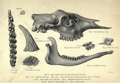 Anatomy of the Skull of the Okapi Note the ossicones of the skull of ...