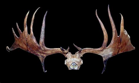 Giant Deer Skull and Antlers (Megaloceros giganteus) - Nottingham Museums