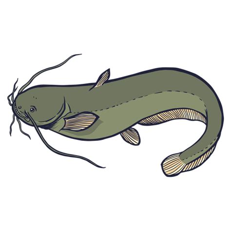 Wels Catfish, Aquatic Ecosystem, River Habitat, Freshwater Fish, Unique Appearance PNG