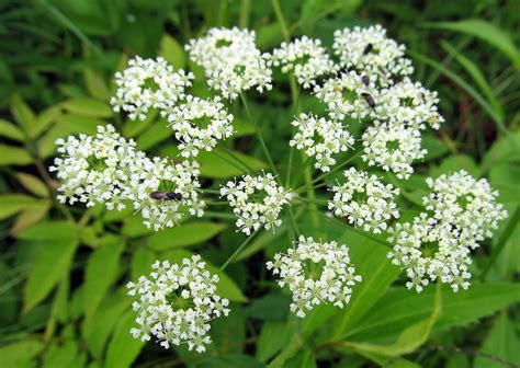 WATER HEMLOCK: (Cicuta maculata). This is probably THE MOST POISONOUS ...