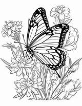 67 Beautiful Butterfly Coloring Pages For Kids And Adults  Our Mindful sketch template